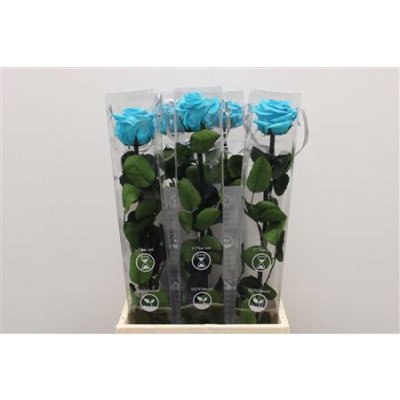 R Pr On Stem 55cm Turquoise X5
