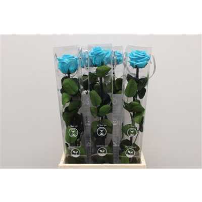 R Pr On Stem 55cm Turquoise X5