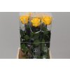 R Pr On Stem 55cm Yellow X5