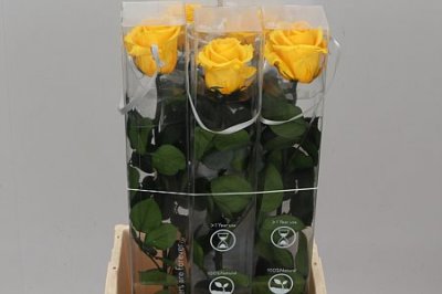 R Pr On Stem 55cm Yellow X5