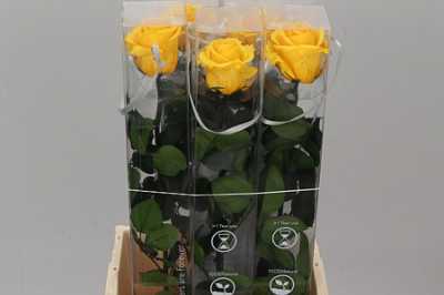 R Pr On Stem 55cm Yellow X5