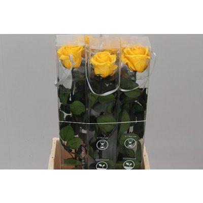 R Pr On Stem 55cm Yellow X5