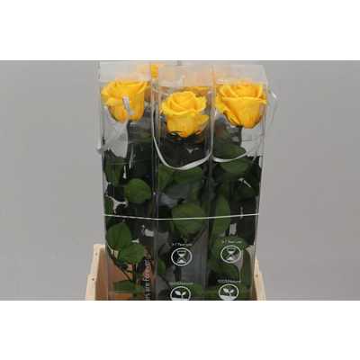 R Pr On Stem 55cm Yellow X5