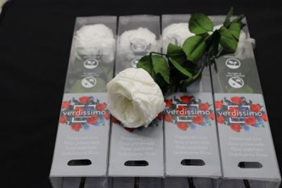 R Pr On Stem Garden 27cm White X5