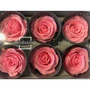R Pr (xl) Pastel Pink