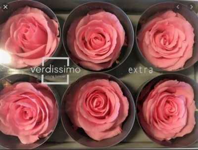 R Pr (xl) Pastel Pink