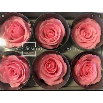 R Pr (xl) Pastel Pink