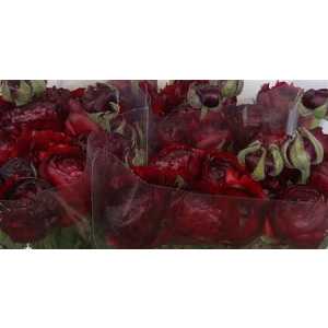Ranunculus Burgundy