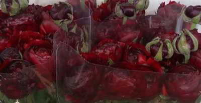 Ranunculus Burgundy