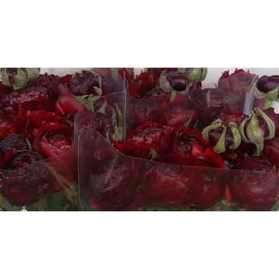 Ranunculus Burgundy