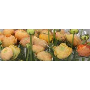 Ranunculus Champagne