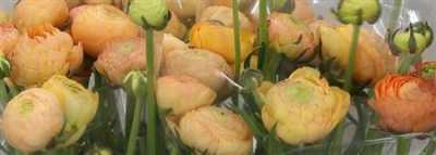 Ranunculus Champagne