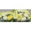 Ranunculus Cream