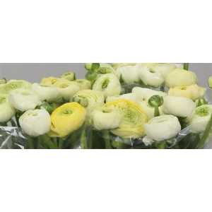 Ranunculus Cream