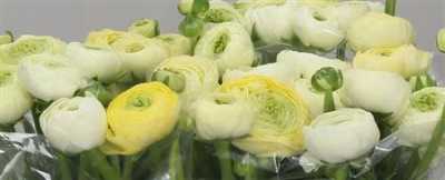 Ranunculus Cream
