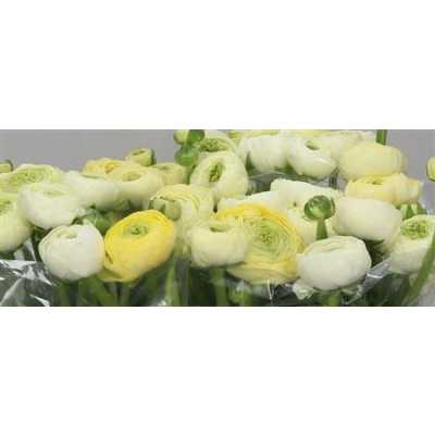 Ranunculus Cream