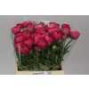 Ranunculus Deep Pink Ex
