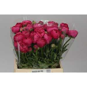Ranunculus Deep Pink Ex