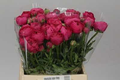Ranunculus Deep Pink Ex