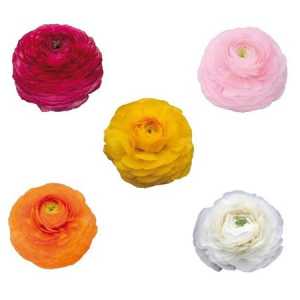 Ranunculus Mixed