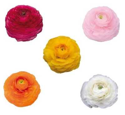 Ranunculus Mixed