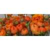 Ranunculus Orange