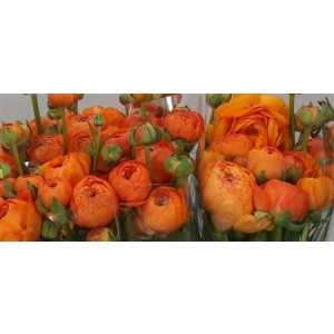 Ranunculus Orange