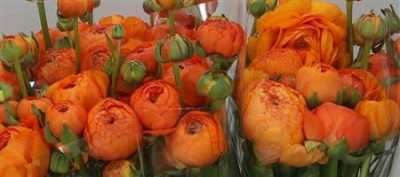 Ranunculus Orange