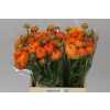 Ranunculus Orange Ex