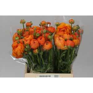 Ranunculus Orange Ex