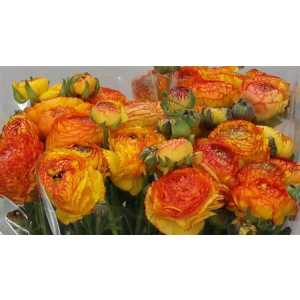 Ranunculus Orange Stripe