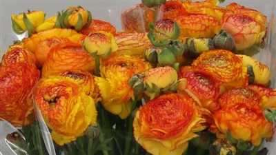 Ranunculus Orange Stripe