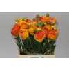 Ranunculus Orange Stripe Ex