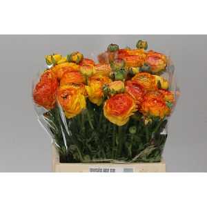 Ranunculus Orange Stripe Ex