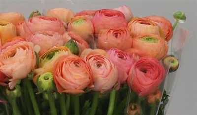 Ranunculus Peach