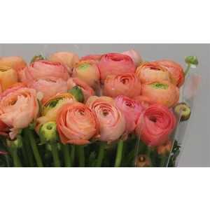 Ranunculus Peach Ex