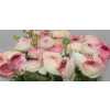 Ranunculus Picotee Pink