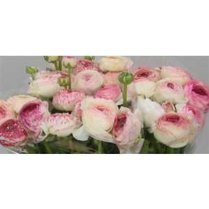 Ranunculus Picotee Pink