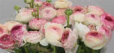 Ranunculus Picotee Pink