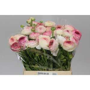 Ranunculus Picotee Pink Ex