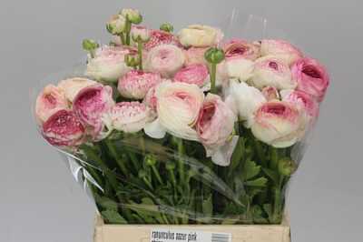 Ranunculus Picotee Pink Ex