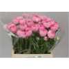 Ranunculus Pink