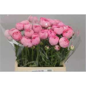 Ranunculus Pink