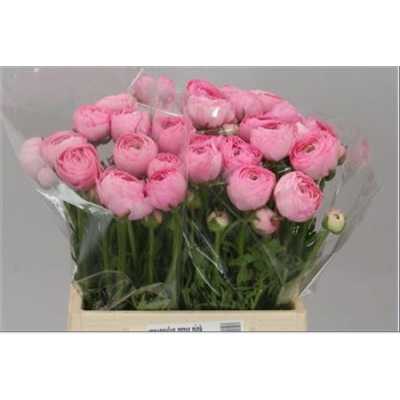 Ranunculus Pink