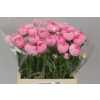 Ranunculus Pink Ex