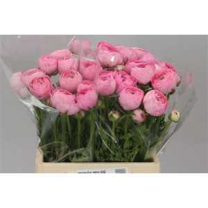 Ranunculus Pink Ex