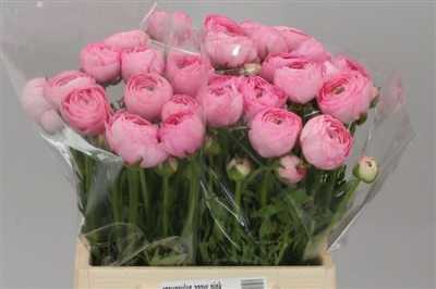 Ranunculus Pink Ex