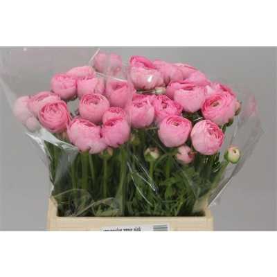 Ranunculus Pink Ex