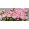 Ranunculus Pink Pale