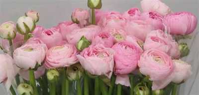 Ranunculus Pink Pale